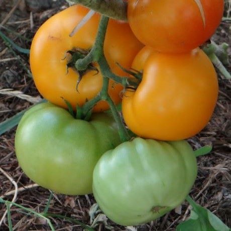 Томат детерминантный Викинг, 1г семян