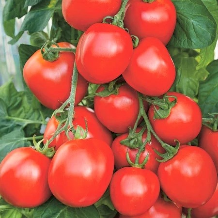 Томат детерминантный ГЮЗЕЛЬ F1, 1000 семян