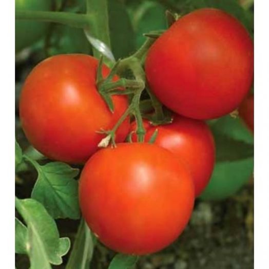 Томат детерминантный Камея, 1г семян