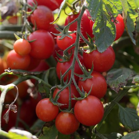 Томат детерминантный Консерватто F1, 50шт семян