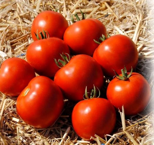 Томат детерминантный МАМАКО F1, 500 семян