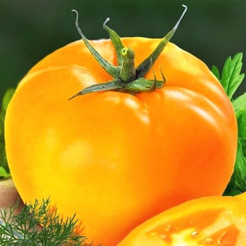 Томат индетерминантный Илья Муромец, 1г семян