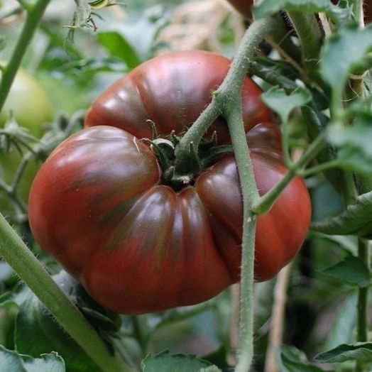 Томат Чёрный принц, 1г семян