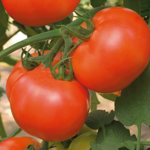 Томат детерминантный Лакомка, 1г семян