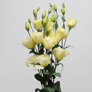 Эустома(Лизиантус) махровая (Eustoma grandiflorum) Abc Yellow, 100 драже