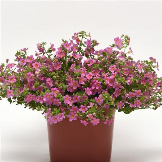 Бакопа сердцелистная (Bacopa cordata) Pinktopia, 25 мультидраже