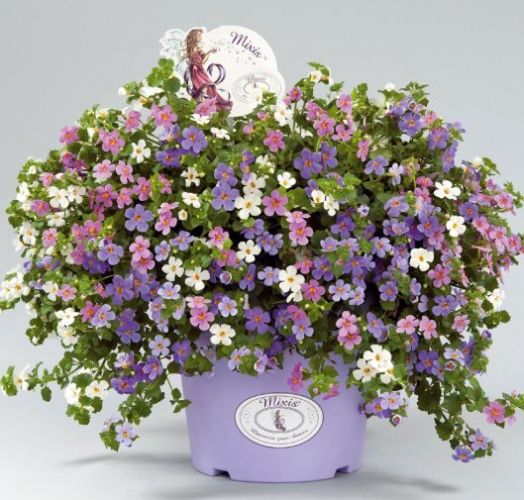 Бакопа сердцелистная (Bacopa cordata) Utopia, 25 мультидраже