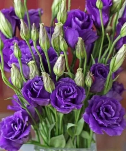 Эустома(Лизиантус) махровая (Eustoma grandiflorum) Abc Blue, 100 драже