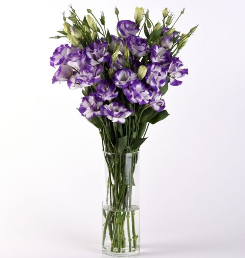 Эустома(Лизиантус) махровая (Eustoma grandiflorum) Abc Blue Rim, 100 драже