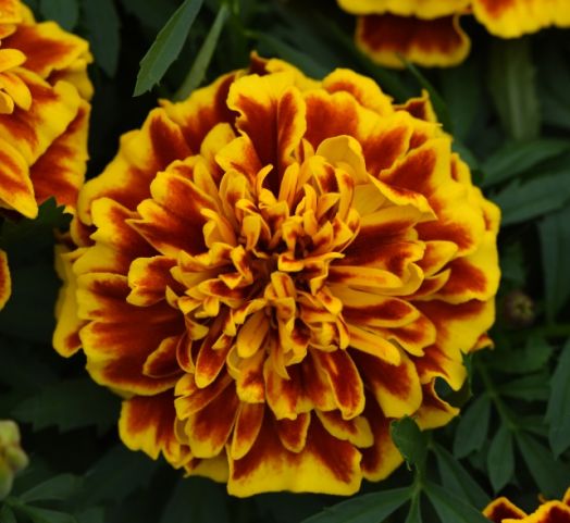 Бархатцы отклоненные (Tagetes patula) Bonanza Bee, 100 семян