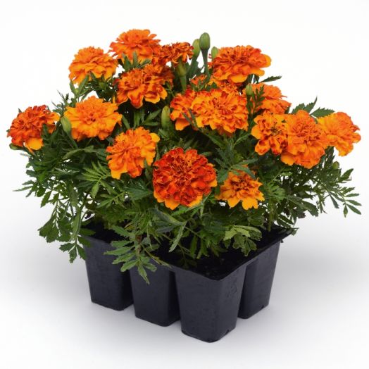 Бархатцы отклоненные (Tagetes patula) Bonanza Bolero, 100 семян