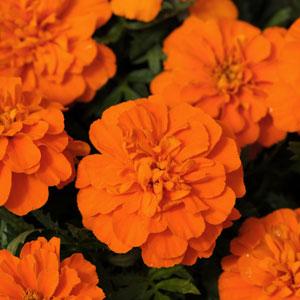 Бархатцы отклоненные (Tagetes patula) Bonanza Deep Orange, 100 семян