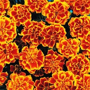 Бархатцы отклоненные (Tagetes patula) Bonanza Flame, 100 семян