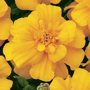Бархатцы отклоненные (Tagetes patula F1) Durango Gold, 250 семян