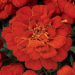 Бархатцы отклоненные (Tagetes patula F1) Durango Red, 250 семян