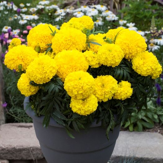 Бархатцы прямостоячие (Tagetes erecta) Big Top Yellow, 100 семян