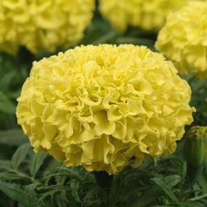 Бархатцы прямостоячие (Tagetes erecta) Taishan Yellow, 100 семян