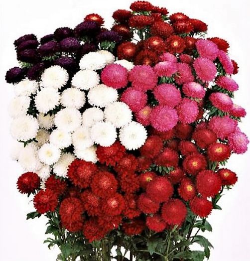 Астра китайская (Callistephus chinensis) Bonita Mix, 250 семян