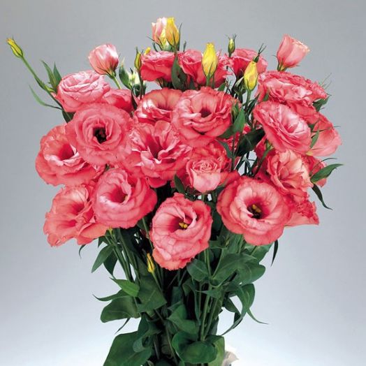 Эустома(Лизиантус) махровая (Eustoma grandiflorum) Advantage Cherry Sorbet, 50 драже