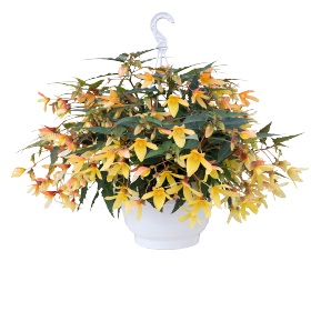 Бегония боливийская (Begonia boliviensis) Groovy Mellow Yellow, 25 драже