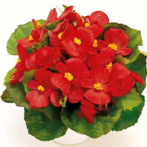 Бегония вечноцветущая (Begonia semperflorens) Ambassador F1 Scarlet, 250 драже