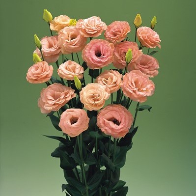 Эустома(Лизиантус) махровая (Eustoma grandiflorum) Arena Apricot, 50 драже