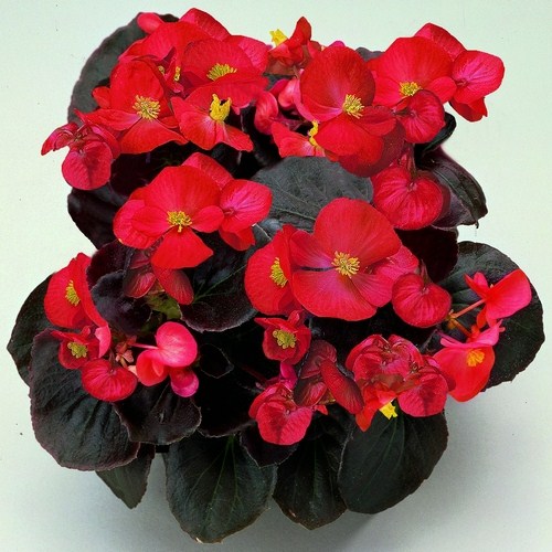 Бегония вечноцветущая (Begonia semperflorens) Senator Scarlet F1 , 250 драже