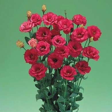 Эустома(Лизиантус) махровая (Eustoma grandiflorum) Arena Red, 50 драже