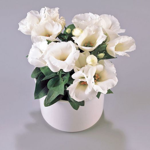 Эустома(Лизиантус) (Eustoma grandiflorum) Carmen Ivory, 50 драже