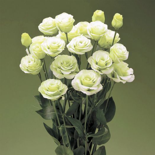 Эустома(Лизиантус) махровая (Eustoma grandiflorum) Croma Green, 50 драже