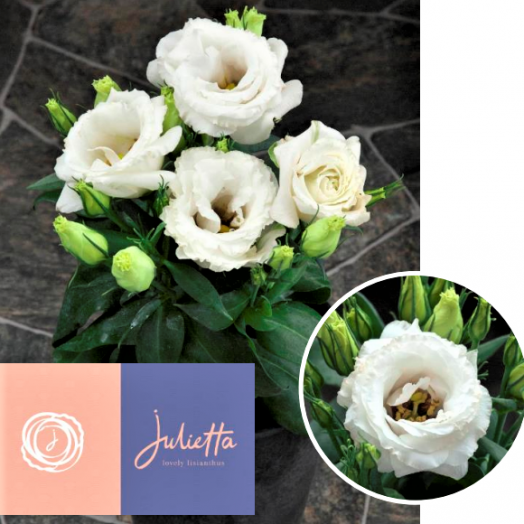 Эустома(Лизиантус) (Eustoma grandiflorum) Julietta White, 50 драже