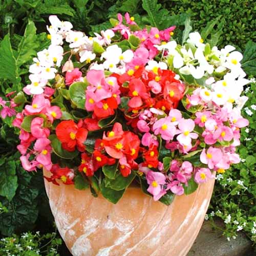 Бегония вечноцветущая (Begonia semperflorens) Ambassador F1 Mix, 250 драже