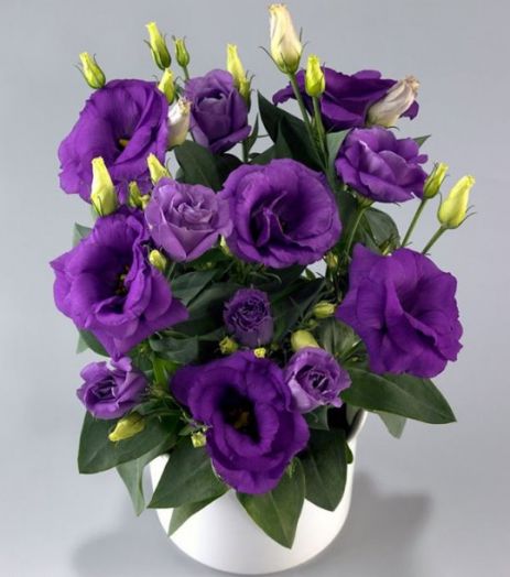 Эустома(Лизиантус) (Eustoma grandiflorum) Rosie Lavender Blue, 50 драже