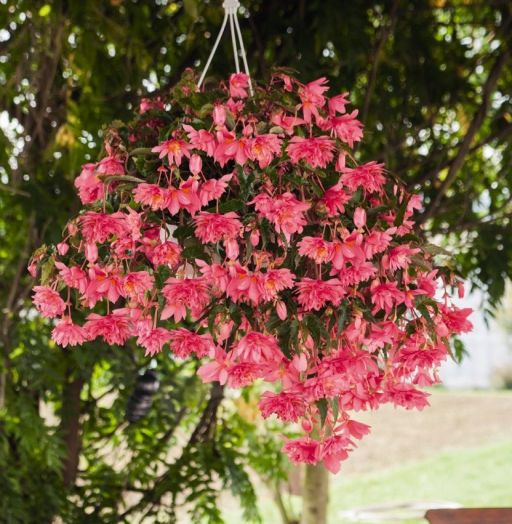 Бегония гибридная (Begonia x hybrida) Funky Pink, 25 драже