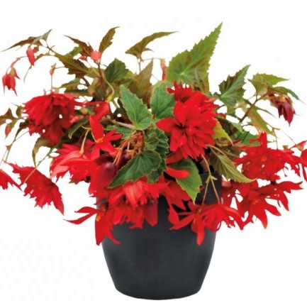Бегония гибридная (Begonia x hybrida) Funky Red, 25 драже