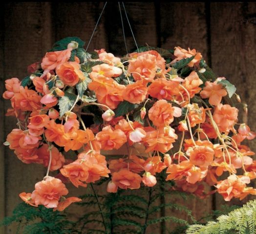 Бегония клубневая каскадная (Begonia tuberosa) Sun Dancer Apricot, 25 драже