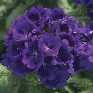 Вербена гибридная (Verbena hybrida) Tuscany Blue, 50 семян