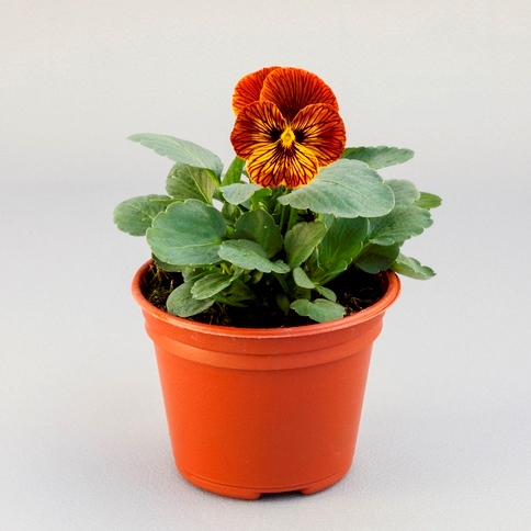 Виола Вильямса (Viola williamsii) Tiger Eye Red, 100 семян