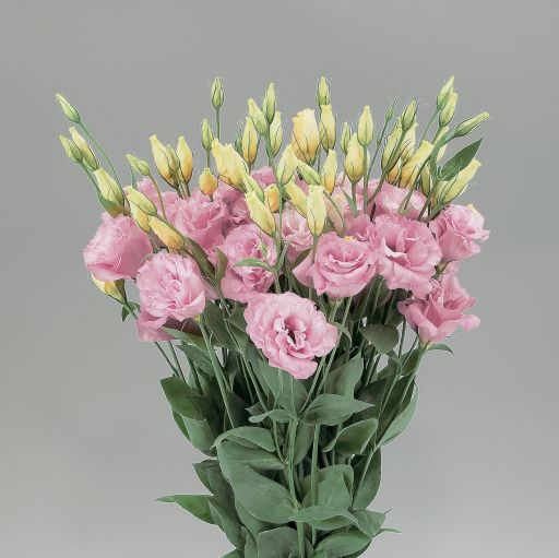 Эустома(Лизиантус) махровая (Eustoma grandiflorum) Super Magic Rose, 50 драже