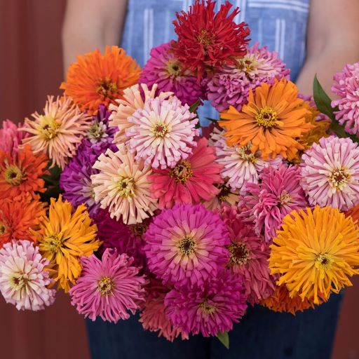 Цинния изящная (Zinnia elegans) Super Cactus mixed, 2,5г семян