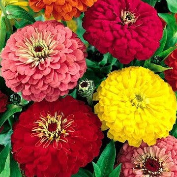 Цинния изящная (Zinnia elegans) Choice Mixed, 2,5г семян