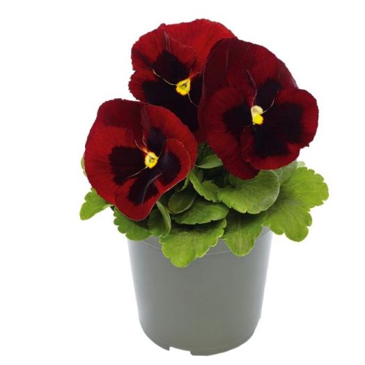 Виола Виттрока (Viola wittrockiana) Inspire DeluXXe Red Blotch, 100 семян