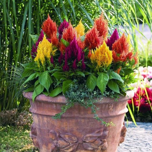 Целозия перистая (Celosia plumosa) Fresh Look Mix, 250 драже