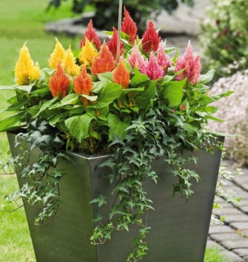 Целозия перистая	(Celosia plumosa) Glorious Mix, 250 семян