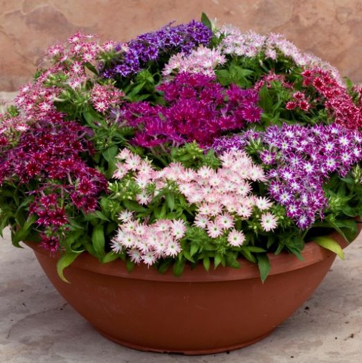 Флокс друммонда (Phlox drummondii) Popstars Formula Mix, 50 семян