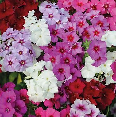 Флокс Друммонда	(Phlox drummondii) Beauty Mixed, 1г семян