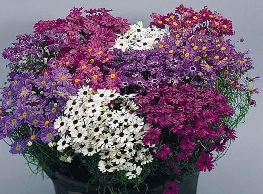 Брахикома иберисолистная (Brachycome iberidifolia) Mixed, 0,5г семян