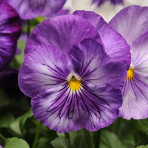 Виола виттрока (Viola wittrockiana) Matrix Lavender Shade, 100 семян