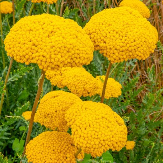 Тысячелистник таволговый (Achillea millefolium) Parkers Variety, 0,5г семян