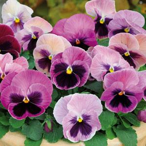 Виола виттрока (Viola wittrockiana) Matrix Pink Shade, 100 семян